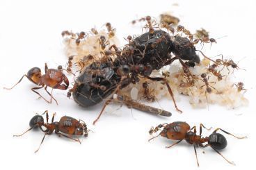 Carebara diversa-Pheidologeton diversus 