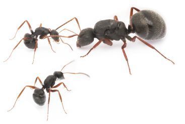 Camponotus mus 