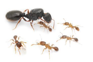 Kolonien Tetramorium impurum 