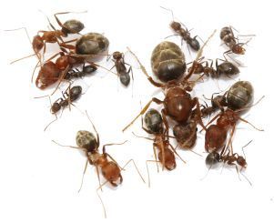 Anoplolepis custodiens 