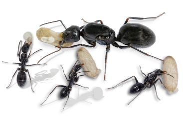 Camponotus foreli 