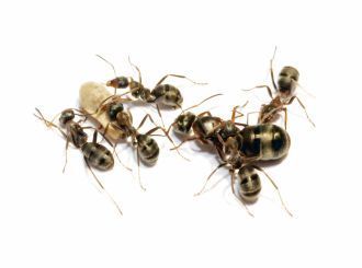 Formica/Serviformica cunicularia 